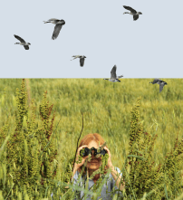 vogels-spotten-kl